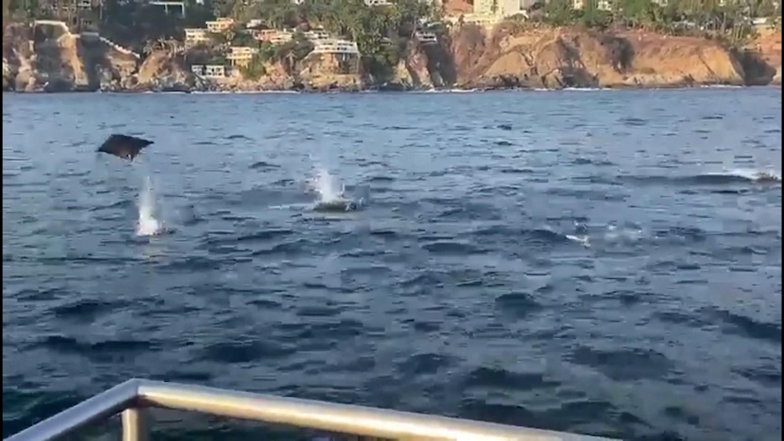 Mantarrayas «vuelan» sobre las olas en playas de México | Video